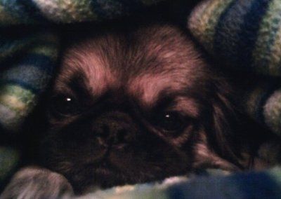 Furbabies!!! Lets show them off!