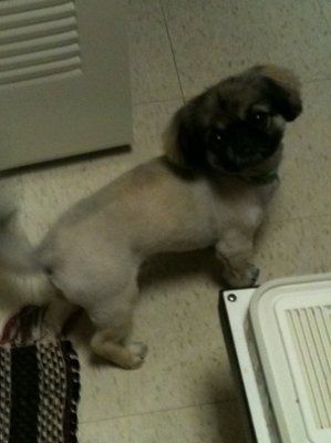 Furbabies!!! Lets show them off!