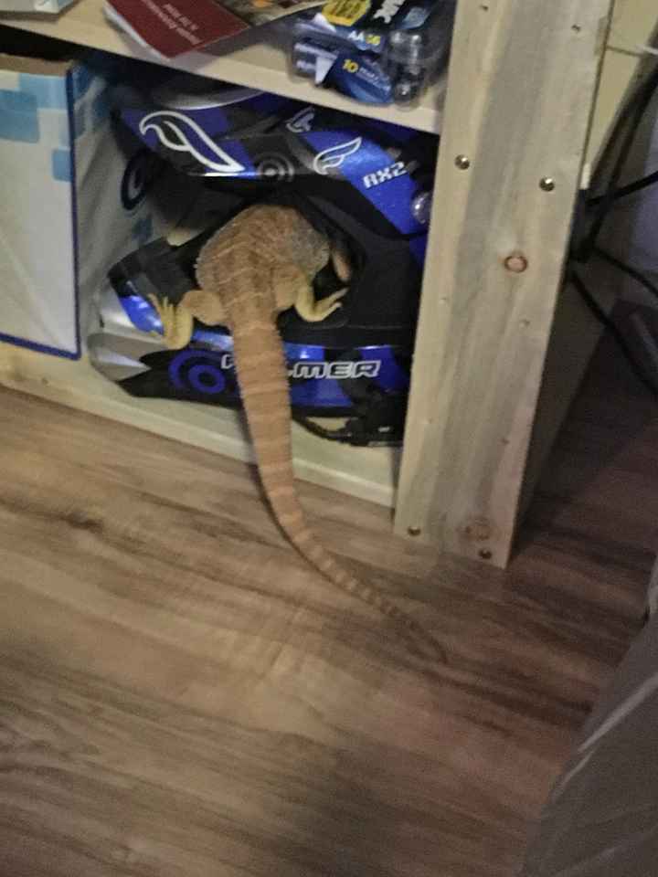 NWR: Any bearded dragon parents out there?