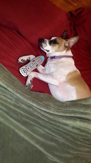 It's National Dog Day!