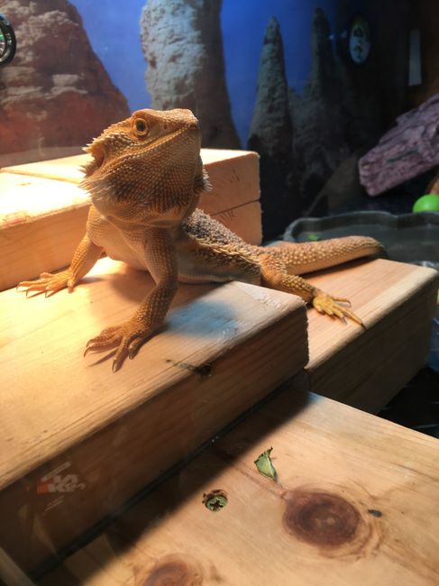 NWR: Furry Friday?
