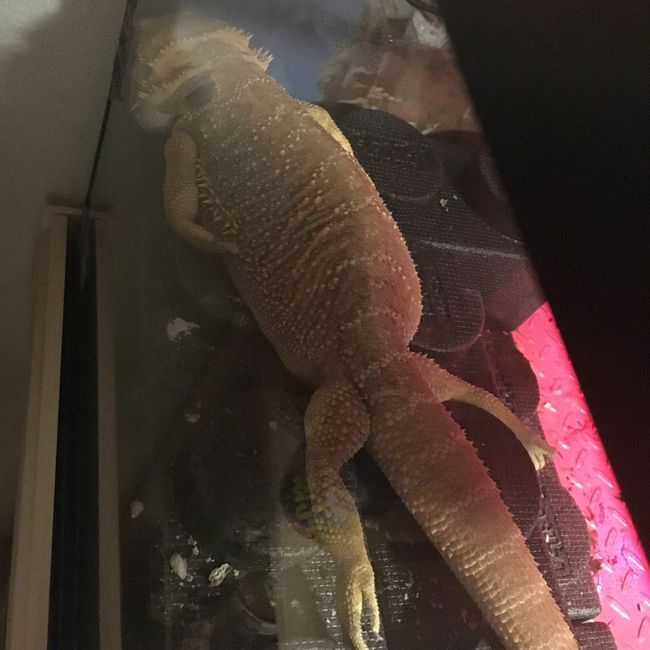 NWR: Bored? Show off your pets!