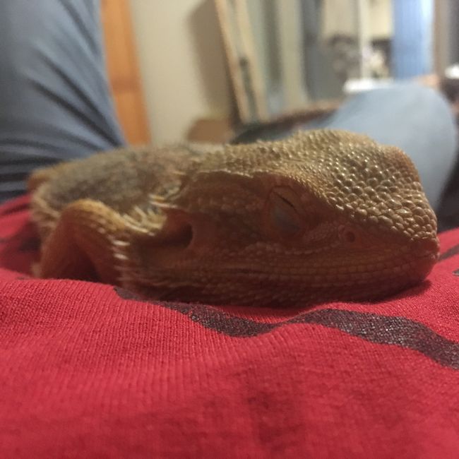 NWR: Any bearded dragon parents out there?