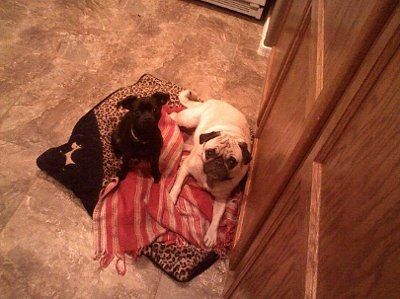 NWR - Pugs For Dinner?