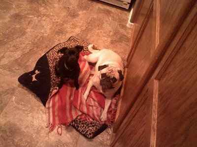 NWR - Pugs For Dinner?