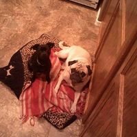 NWR - Pugs For Dinner?