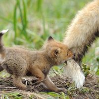 NWR: ALL THE CUTE THINGS!!