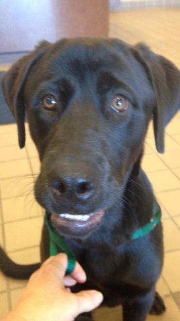 NWR: Working frantically to save this dog's life! Can anyone help??? (Not just DFW area!) *UPDATE*