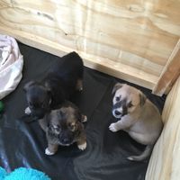 Any pet related stories? - 1