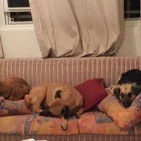 Any pet related stories? - 2