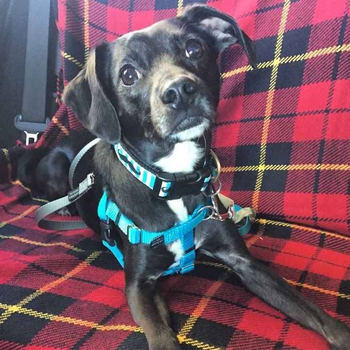 Let me see those fur babies!