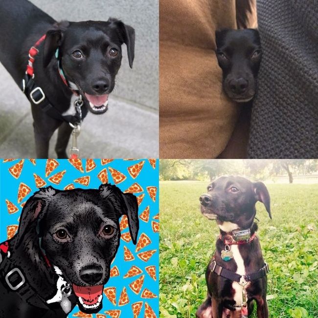 NWR- Furbaby Appreciation Post