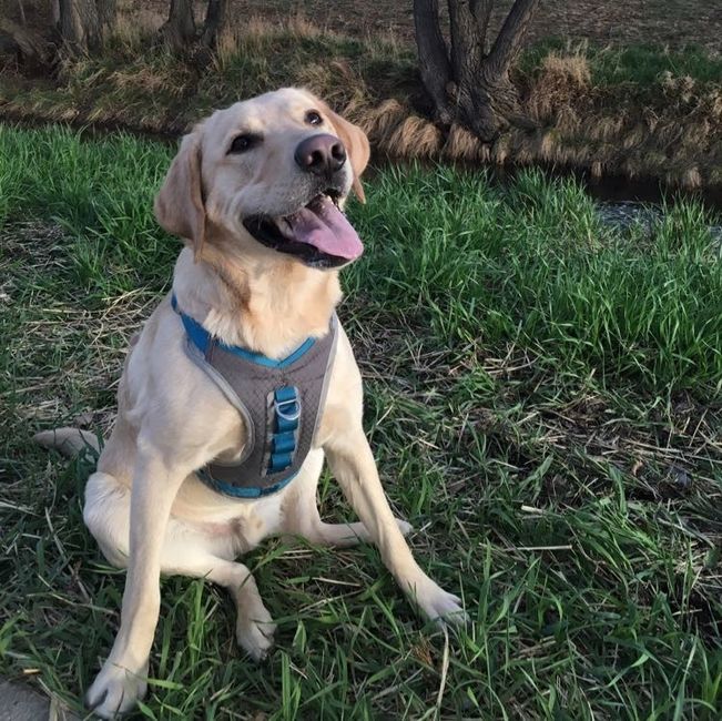 NWR: Puppies and fur babies!