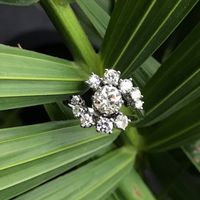 Just because I love plants... 