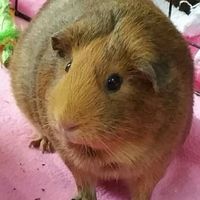 Today is National Pet Day! Let's see those fur babies :)