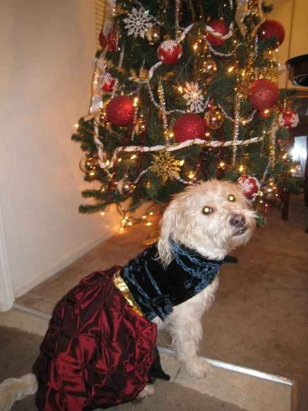 Photographer. Bowel Movements. Christmas. Pictures.