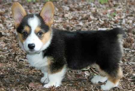 FH wants to register for a puppy......