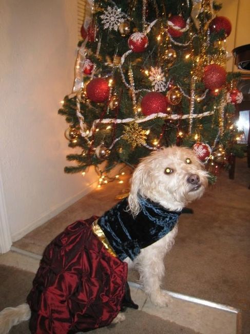 Photographer. Bowel Movements. Christmas. Pictures.