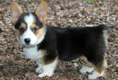FH wants to register for a puppy......