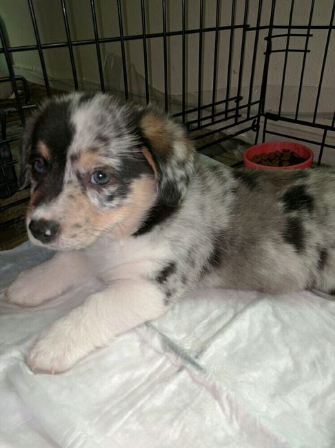 NWR- Puppy is home! Need names!