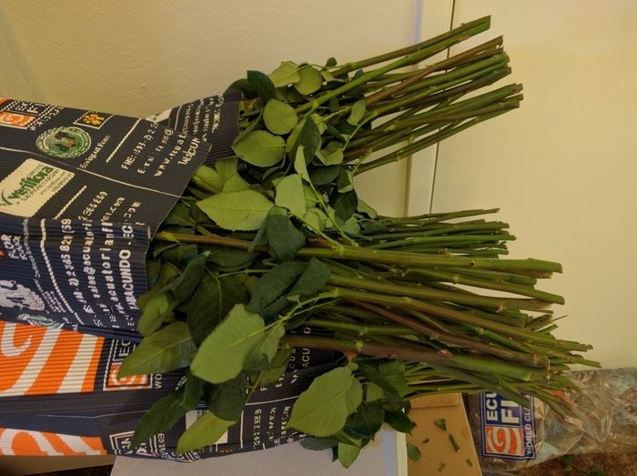 DIY FiftyFlowers Prep! on mobile...