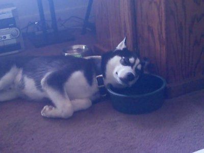 Let's see your pets!