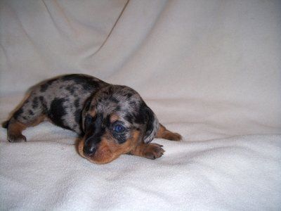 So... we are adding a new addition to the family =) (pics)
