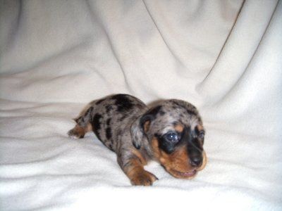 So... we are adding a new addition to the family =) (pics)