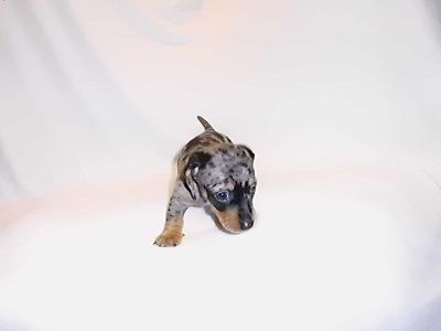 Monday Puppy pics...