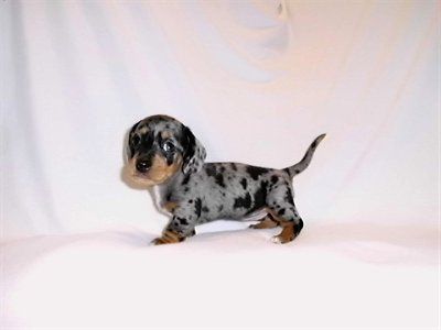 We are going to pick up our puppy on Saturday (pics)...