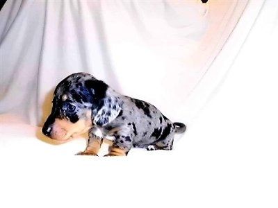 Monday Puppy pics...