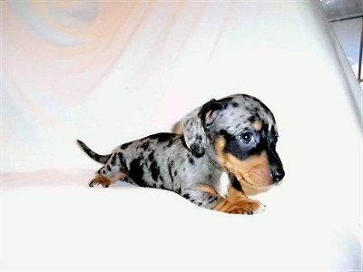 Monday Puppy pics...