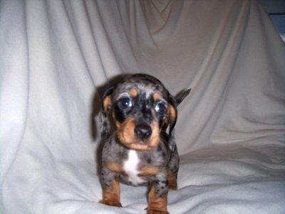 Monday puppy pics