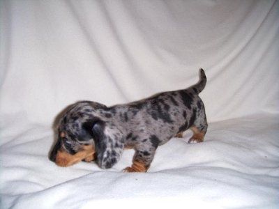Monday puppy pics