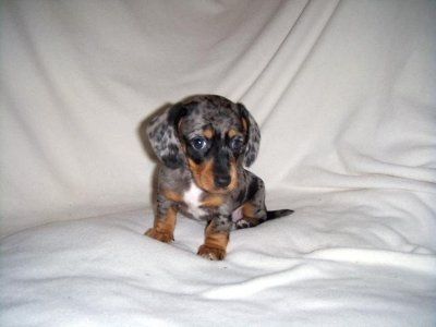 NWR - Furbabies :)