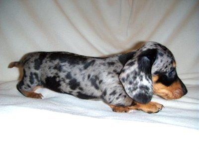 Still posting those puppy pics...