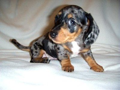 Still posting those puppy pics...