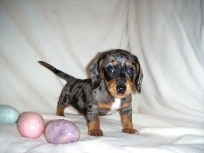 We are going to pick up our puppy on Saturday (pics)...