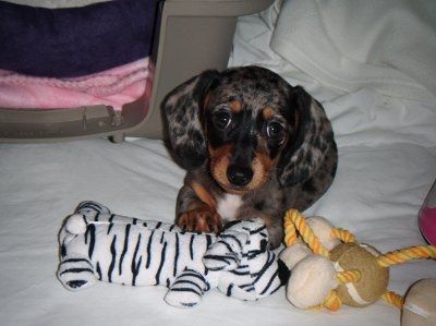 We finally got our puppy and I got an unexpected surprise (lots of pics)
