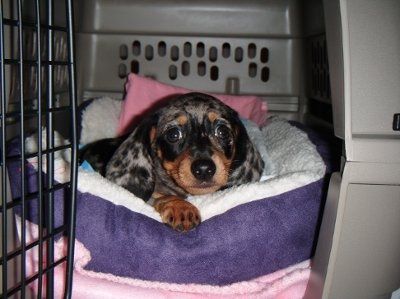 We finally got our puppy and I got an unexpected surprise (lots of pics)