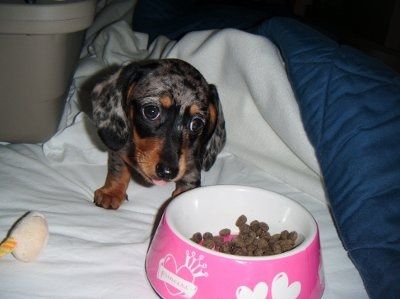 We finally got our puppy and I got an unexpected surprise (lots of pics)