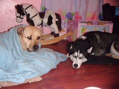 Furbabies!!! Lets show them off!