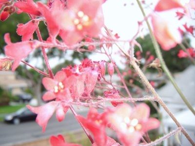 NWR: Does anyone know the name of these flowers??? FLORISTS PLEASE HELP!!!
