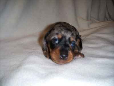 So... we are adding a new addition to the family =) (pics)