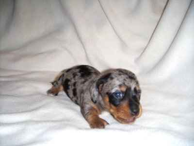 So... we are adding a new addition to the family =) (pics)