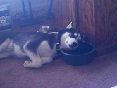 Post your pets!