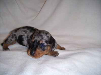 NWR: Etsy for pets (pics)