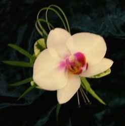 Show Me Boutineers and Corsages!