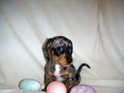 Puppy Easter pics...