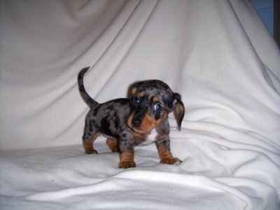 We are going to pick up our puppy on Saturday (pics)...